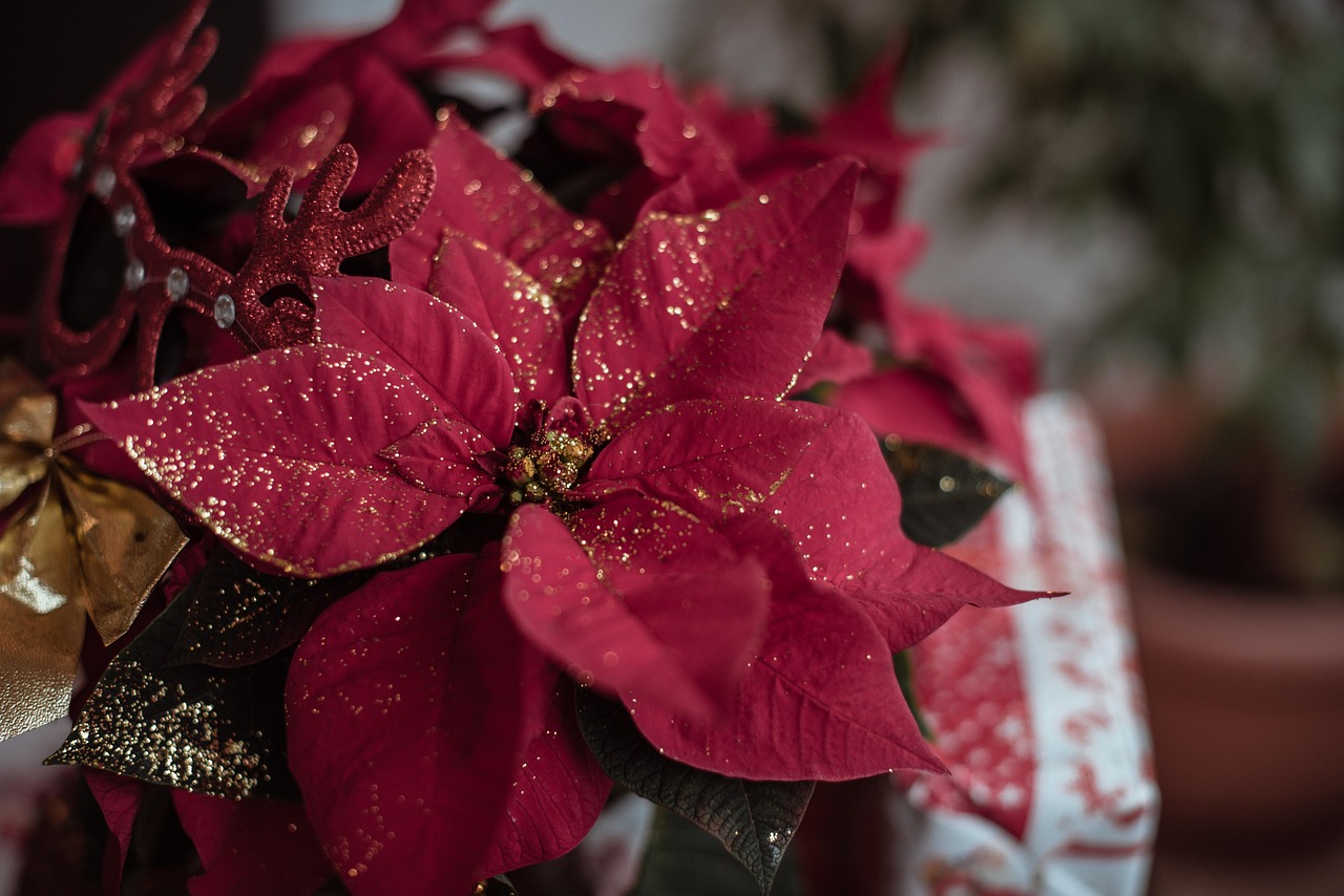 poinsettia-fleur de noel